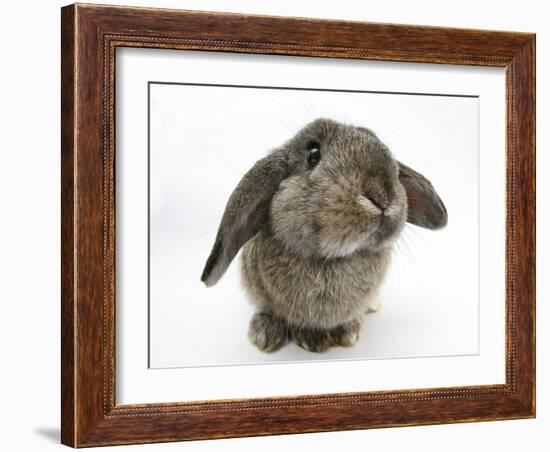 Agouti Lop Rabbit-Mark Taylor-Framed Photographic Print