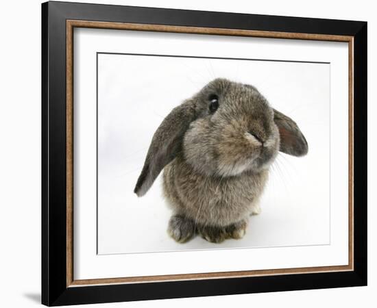 Agouti Lop Rabbit-Mark Taylor-Framed Photographic Print