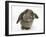 Agouti Lop Rabbit-Mark Taylor-Framed Photographic Print