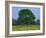 Agricultural Landscape of Cows Beneath an Oak Tree in a Field of Buttercups in England, UK-null-Framed Photographic Print