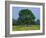 Agricultural Landscape of Cows Beneath an Oak Tree in a Field of Buttercups in England, UK-null-Framed Photographic Print