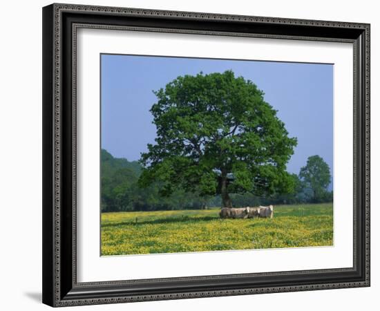 Agricultural Landscape of Cows Beneath an Oak Tree in a Field of Buttercups in England, UK-null-Framed Photographic Print