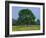 Agricultural Landscape of Cows Beneath an Oak Tree in a Field of Buttercups in England, UK-null-Framed Photographic Print