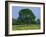 Agricultural Landscape of Cows Beneath an Oak Tree in a Field of Buttercups in England, UK-null-Framed Photographic Print