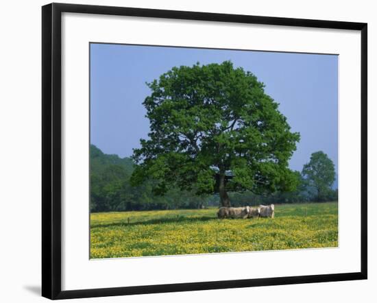 Agricultural Landscape of Cows Beneath an Oak Tree in a Field of Buttercups in England, UK-null-Framed Photographic Print