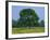 Agricultural Landscape of Cows Beneath an Oak Tree in a Field of Buttercups in England, UK-null-Framed Photographic Print