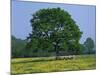 Agricultural Landscape of Cows Beneath an Oak Tree in a Field of Buttercups in England, UK-null-Mounted Photographic Print
