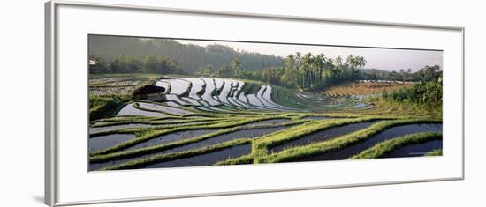 Agricultural Landscape of Rice Fields and Terraces, Indonesia, Southeast Asia-Bruno Morandi-Framed Photographic Print