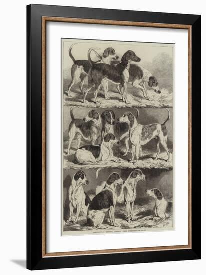 Agricultural Meeting, Lincoln, Prize Foxhounds-Samuel John Carter-Framed Giclee Print