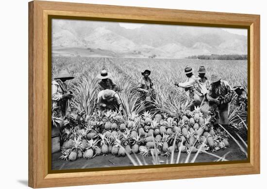 Agricultural Workers Harvesting Pineapples on a Plantation in Hawaii, Ca. 1920-null-Framed Stretched Canvas