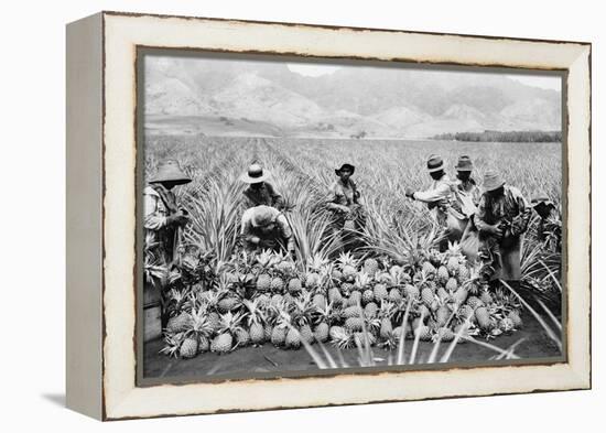 Agricultural Workers Harvesting Pineapples on a Plantation in Hawaii, Ca. 1920-null-Framed Stretched Canvas