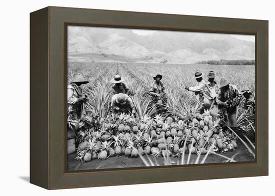 Agricultural Workers Harvesting Pineapples on a Plantation in Hawaii, Ca. 1920-null-Framed Stretched Canvas