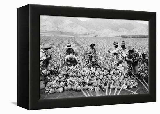 Agricultural Workers Harvesting Pineapples on a Plantation in Hawaii, Ca. 1920-null-Framed Stretched Canvas