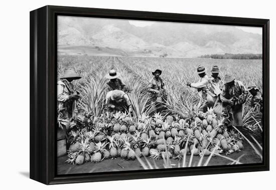 Agricultural Workers Harvesting Pineapples on a Plantation in Hawaii, Ca. 1920-null-Framed Stretched Canvas