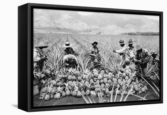 Agricultural Workers Harvesting Pineapples on a Plantation in Hawaii, Ca. 1920-null-Framed Stretched Canvas