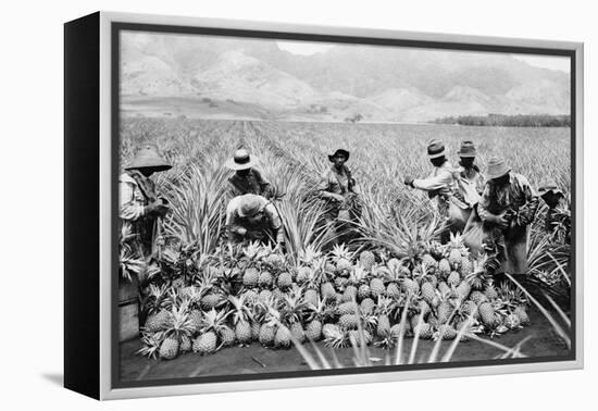 Agricultural Workers Harvesting Pineapples on a Plantation in Hawaii, Ca. 1920-null-Framed Stretched Canvas