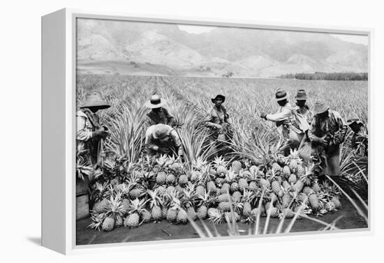 Agricultural Workers Harvesting Pineapples on a Plantation in Hawaii, Ca. 1920-null-Framed Stretched Canvas