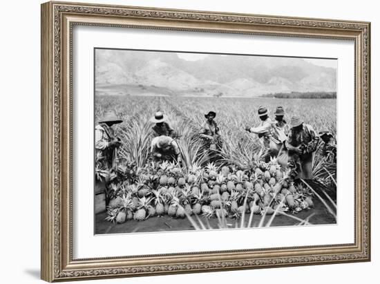 Agricultural Workers Harvesting Pineapples on a Plantation in Hawaii, Ca. 1920-null-Framed Photo