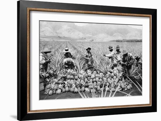 Agricultural Workers Harvesting Pineapples on a Plantation in Hawaii, Ca. 1920-null-Framed Photo