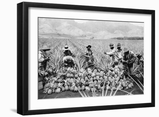 Agricultural Workers Harvesting Pineapples on a Plantation in Hawaii, Ca. 1920-null-Framed Photo