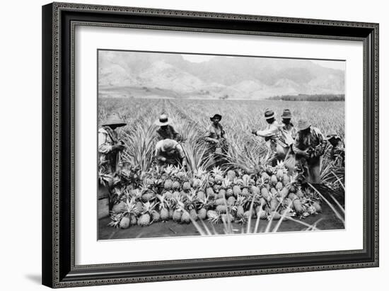 Agricultural Workers Harvesting Pineapples on a Plantation in Hawaii, Ca. 1920-null-Framed Photo