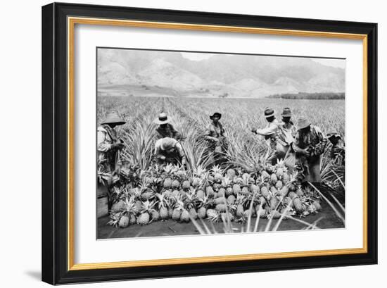 Agricultural Workers Harvesting Pineapples on a Plantation in Hawaii, Ca. 1920-null-Framed Photo