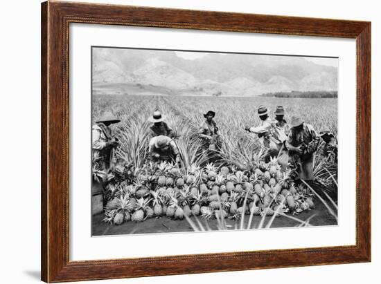 Agricultural Workers Harvesting Pineapples on a Plantation in Hawaii, Ca. 1920-null-Framed Photo