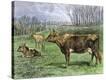 Stretched Canvas Print
