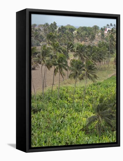 Agriculture near Pedra Badejo. Santiago Island, Cape Verde.-Martin Zwick-Framed Premier Image Canvas