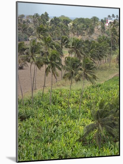 Agriculture near Pedra Badejo. Santiago Island, Cape Verde.-Martin Zwick-Mounted Photographic Print