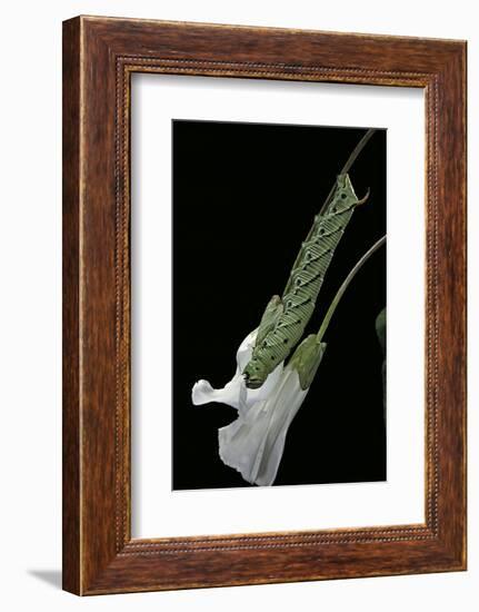 Agrius Convolvuli (Convolvulus Hawk-Moth) - Caterpillar Feeding on Bindweed Flower-Paul Starosta-Framed Photographic Print