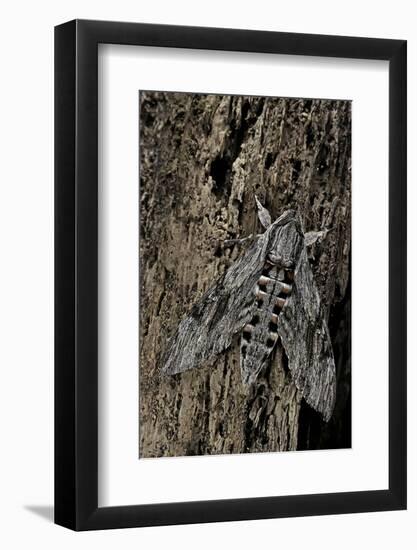 Agrius Convolvuli (Convolvulus Hawk-Moth)-Paul Starosta-Framed Photographic Print