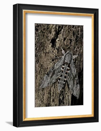 Agrius Convolvuli (Convolvulus Hawk-Moth)-Paul Starosta-Framed Photographic Print