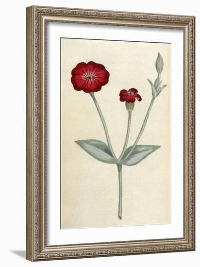 Agrostemma Coronaria-William Curtis-Framed Art Print