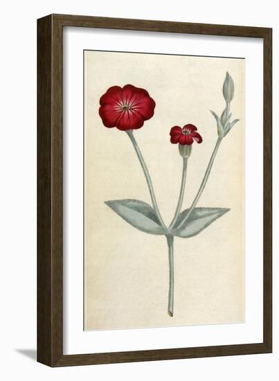 Agrostemma Coronaria-William Curtis-Framed Art Print