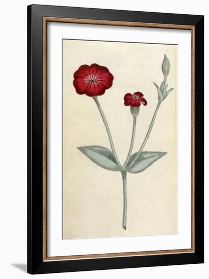 Agrostemma Coronaria-William Curtis-Framed Art Print