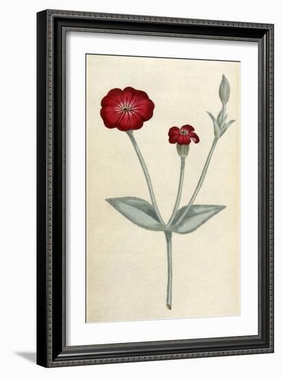 Agrostemma Coronaria-William Curtis-Framed Art Print