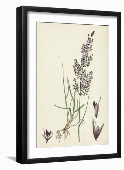 Agrostis Canina Brown Bent-Grass-null-Framed Giclee Print