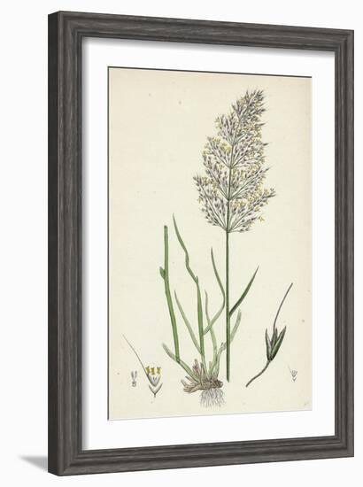 Agrostis Spica-Venti Spreading Silky Bent-Grass-null-Framed Giclee Print