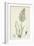 Agrostis Spica-Venti Spreading Silky Bent-Grass-null-Framed Giclee Print