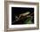 Agua Rica Leaf Frog, Amazon, Ecuador-Pete Oxford-Framed Photographic Print