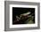 Agua Rica Leaf Frog, Amazon, Ecuador-Pete Oxford-Framed Photographic Print