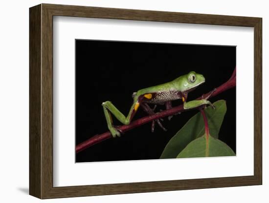 Agua Rica Leaf Frog, Amazon, Ecuador-Pete Oxford-Framed Photographic Print