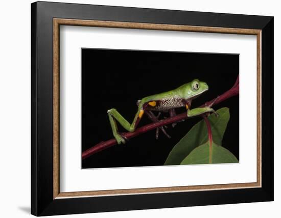 Agua Rica Leaf Frog, Amazon, Ecuador-Pete Oxford-Framed Photographic Print