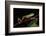 Agua Rica Leaf Frog, Amazon, Ecuador-Pete Oxford-Framed Photographic Print