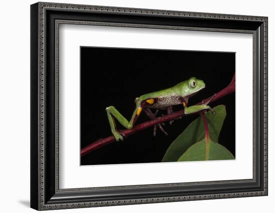 Agua Rica Leaf Frog, Amazon, Ecuador-Pete Oxford-Framed Photographic Print