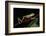 Agua Rica Leaf Frog, Amazon, Ecuador-Pete Oxford-Framed Photographic Print