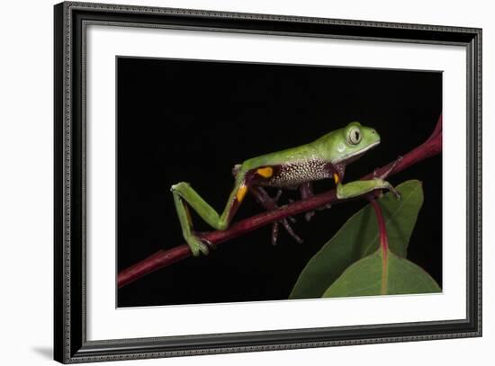 Agua Rica Leaf Frog, Amazon, Ecuador-Pete Oxford-Framed Photographic Print