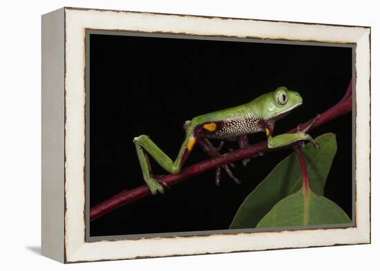 Agua Rica Leaf Frog, Amazon, Ecuador-Pete Oxford-Framed Premier Image Canvas