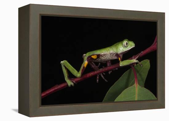 Agua Rica Leaf Frog, Amazon, Ecuador-Pete Oxford-Framed Premier Image Canvas